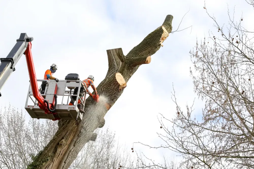 Taille des arbres à VELLERON