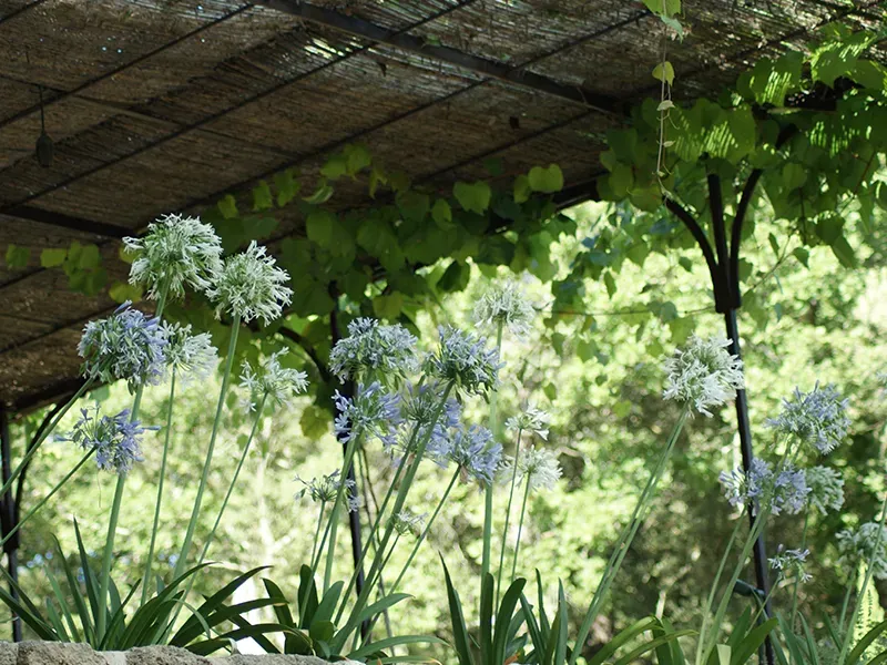 Des-fleurs-de-jardin-à-Pernes-les-Fontaines